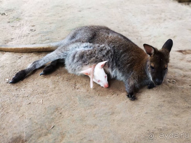 Альпака-Парк и Земля Королей