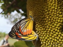 фото Grand Jomtien Palace