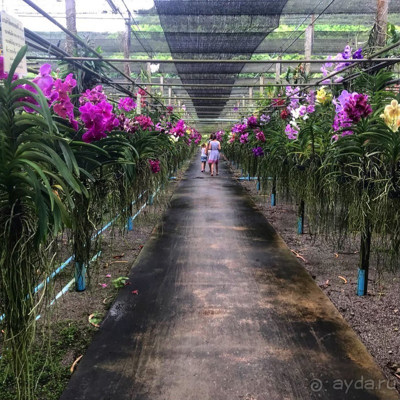 Альпака-Парк и Земля Королей