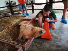 Альпака-Парк и Земля Королей