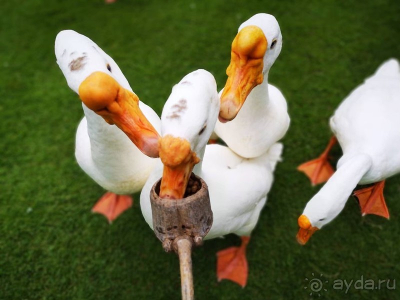 Альпака-Парк и Земля Королей
