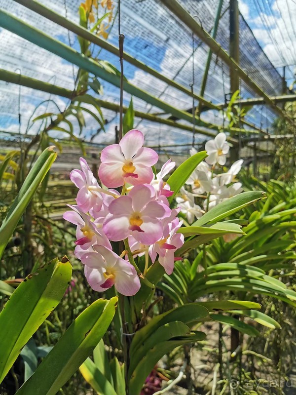 фото Grand Jomtien Palace