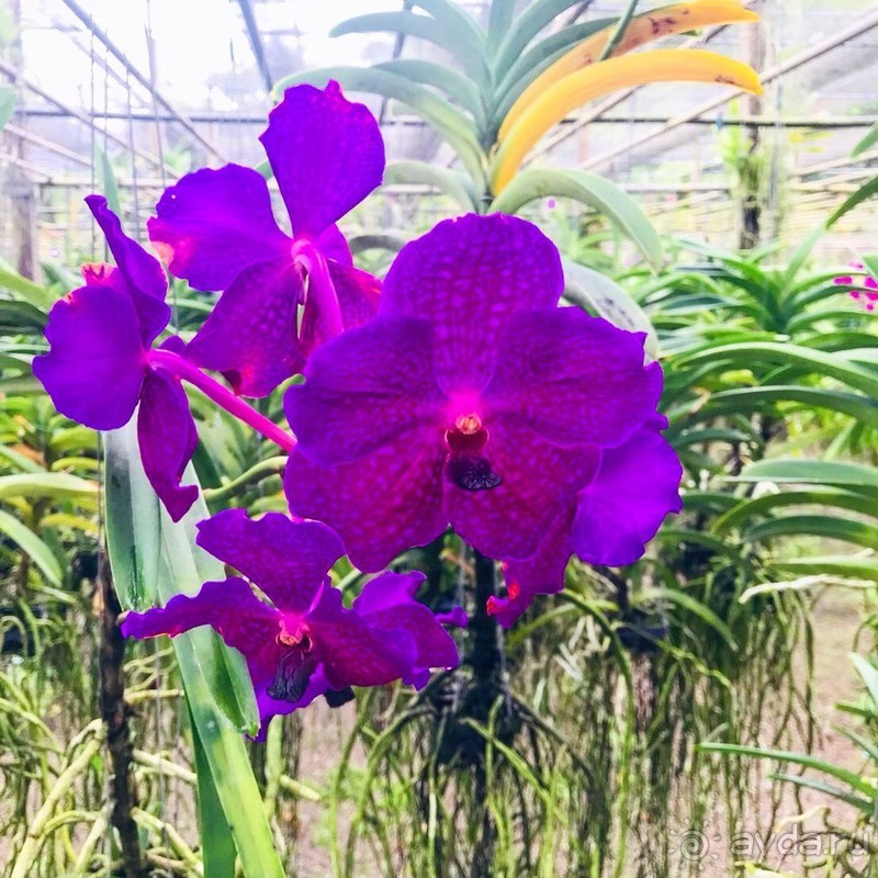 Альпака-Парк и Земля Королей