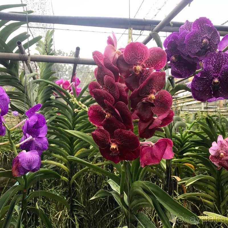 Альпака-Парк и Земля Королей