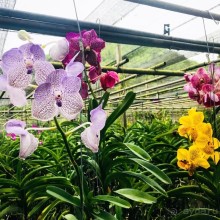 Альпака-Парк и Земля Королей