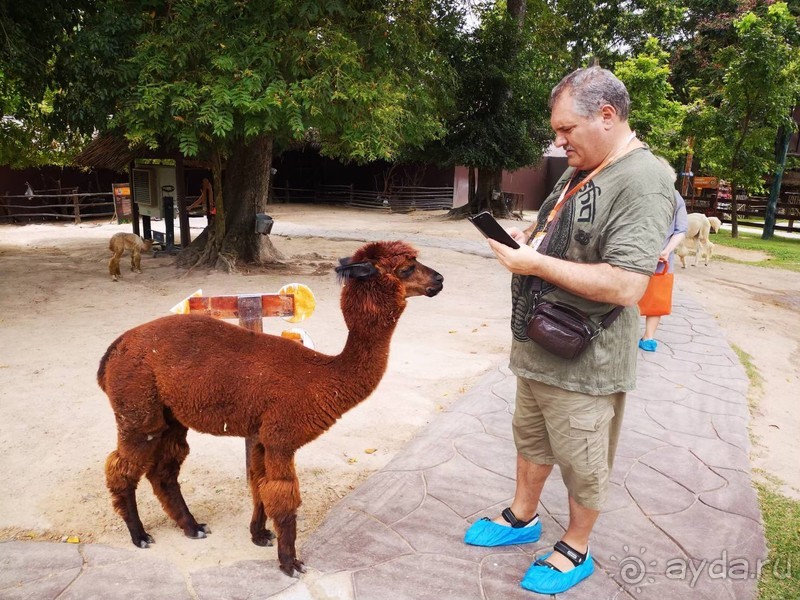 Альпака-Парк и Земля Королей