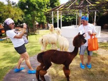 Альпака-Парк и Земля Королей