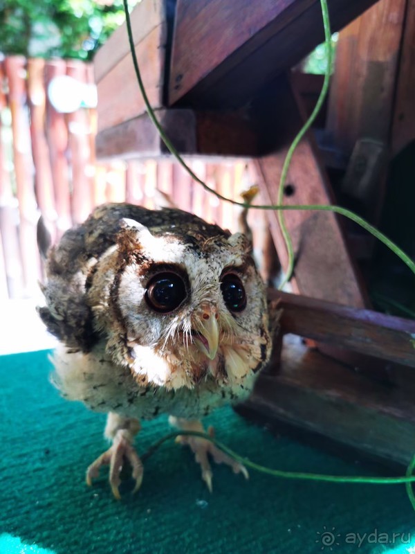 фото Grand Jomtien Palace