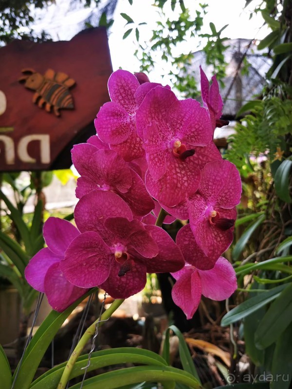 фото Grand Jomtien Palace