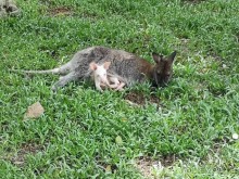 Альпака-Парк и Земля Королей