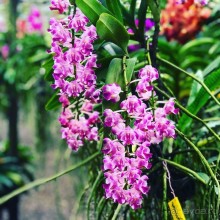 Альпака-Парк и Земля Королей