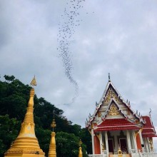 Альпака-Парк и Земля Королей