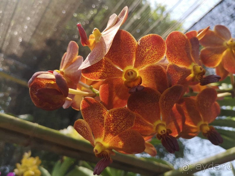 фото Grand Jomtien Palace