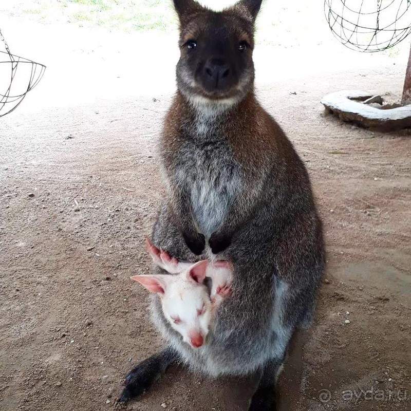 фото Grand Jomtien Palace