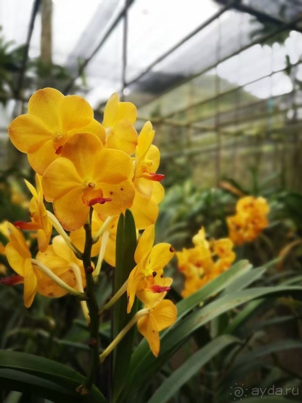 фото Grand Jomtien Palace