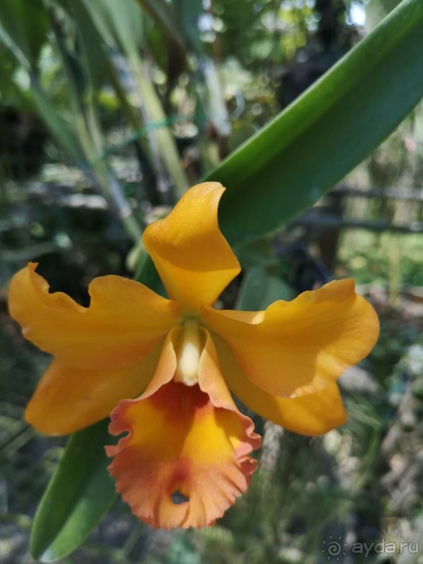 фото Grand Jomtien Palace