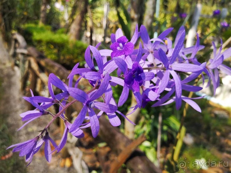фото Grand Jomtien Palace