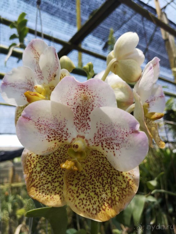 фото Grand Jomtien Palace