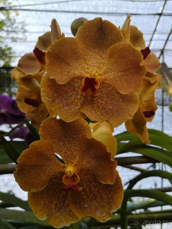 фото Grand Jomtien Palace