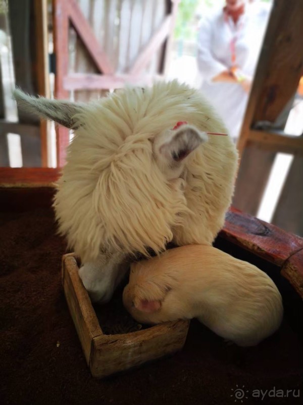 фото Grand Jomtien Palace