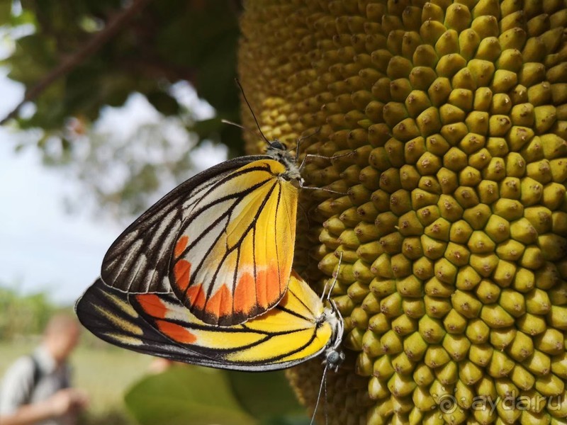 фото Grand Jomtien Palace