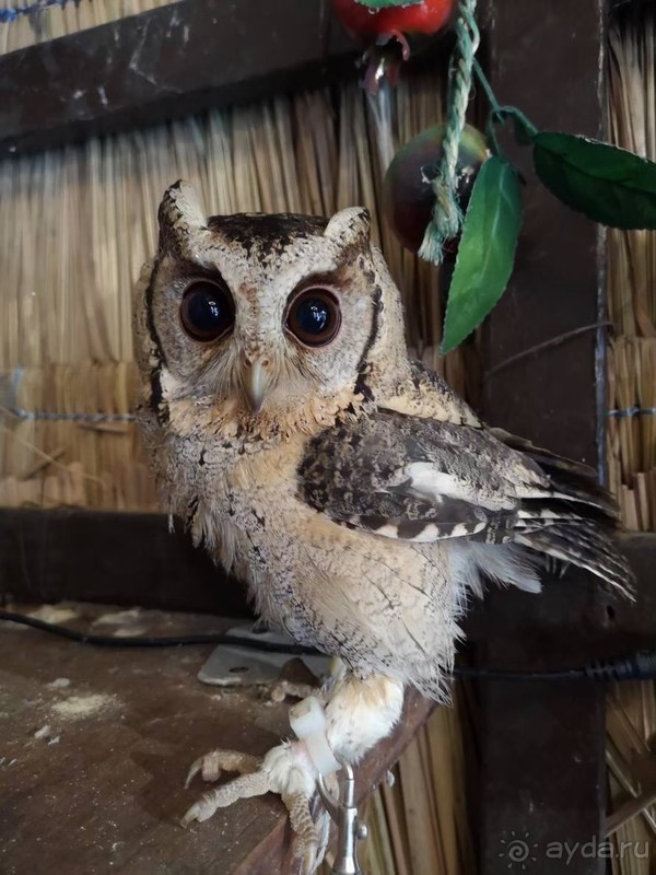 фото Grand Jomtien Palace