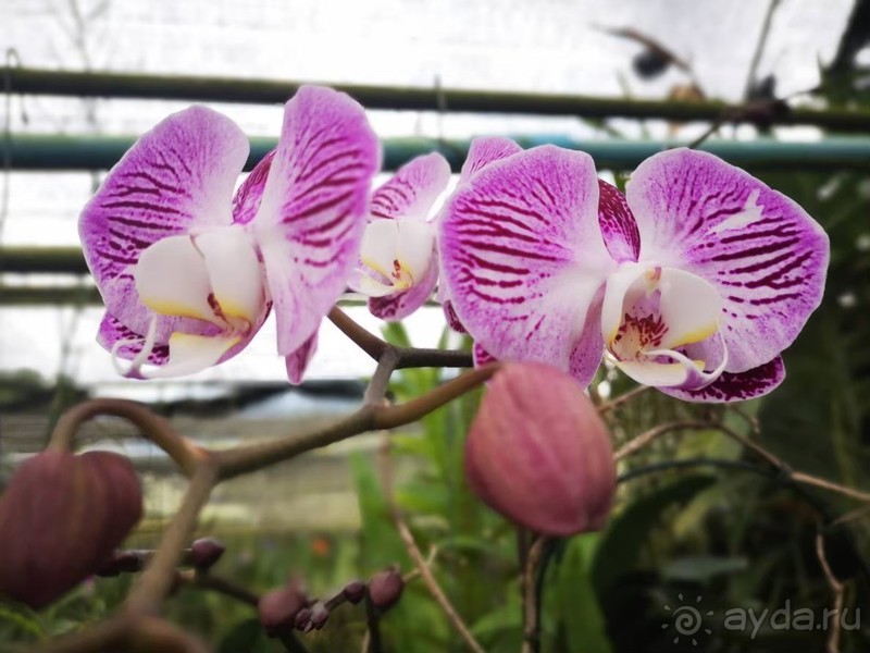 фото Grand Jomtien Palace