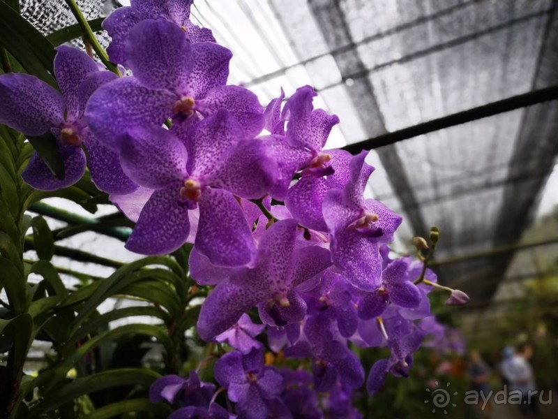 фото Grand Jomtien Palace