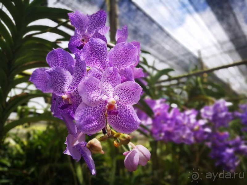 фото Grand Jomtien Palace