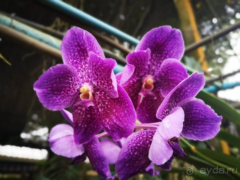 фото Grand Jomtien Palace