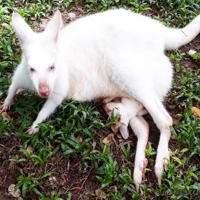 фото Grand Jomtien Palace