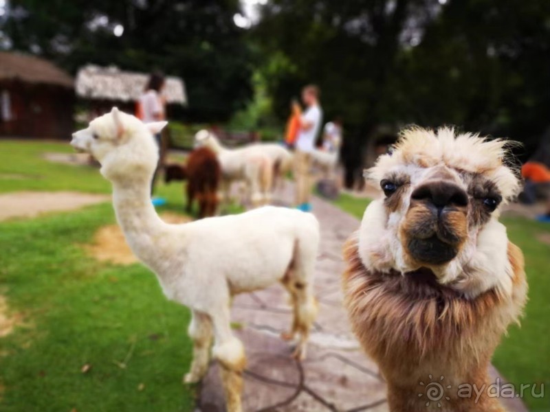 фото Grand Jomtien Palace