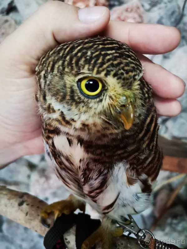 фото Grand Jomtien Palace