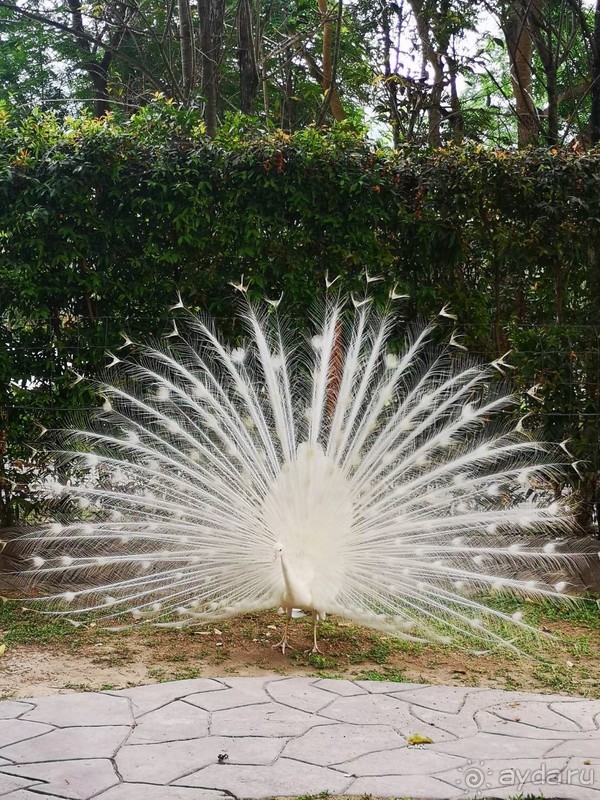 фото Grand Jomtien Palace