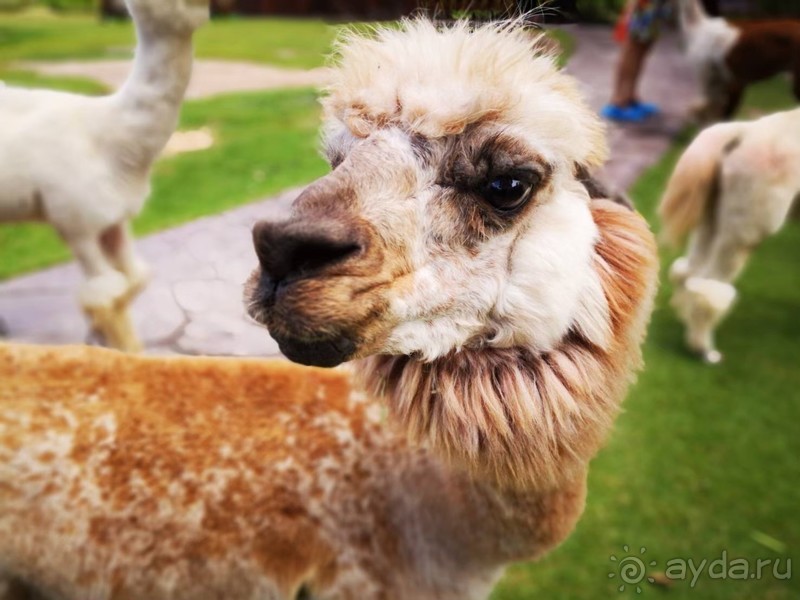 фото Grand Jomtien Palace