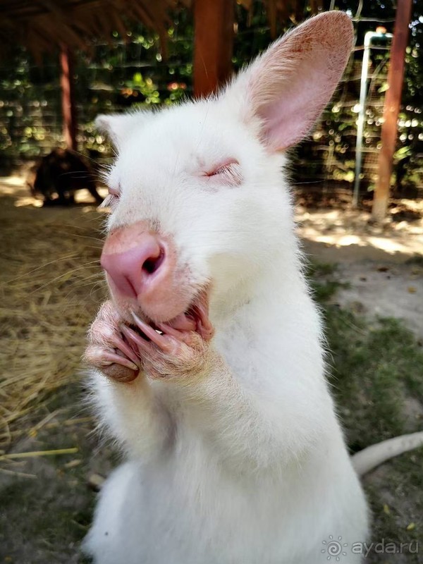 фото Grand Jomtien Palace