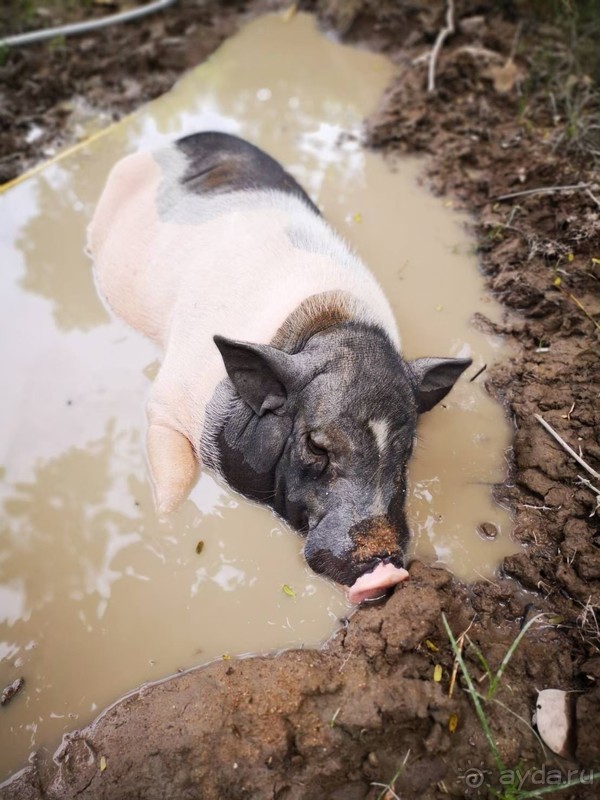 фото Grand Jomtien Palace