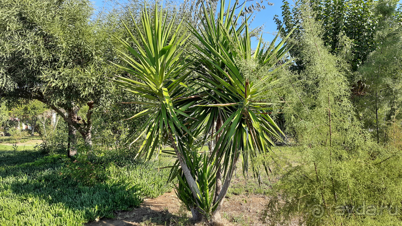 Blue Paradise Hotel 4* Side 