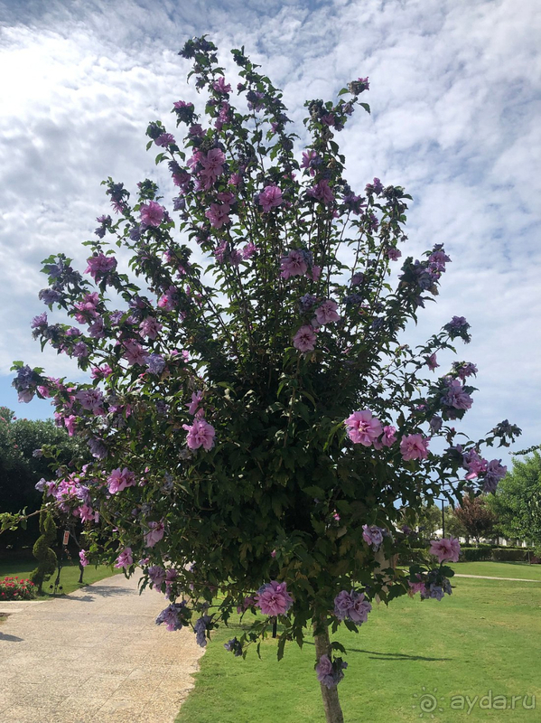 Вы хотите оказаться в раю? Приезжайте в Kaya Palazzo golf resort.