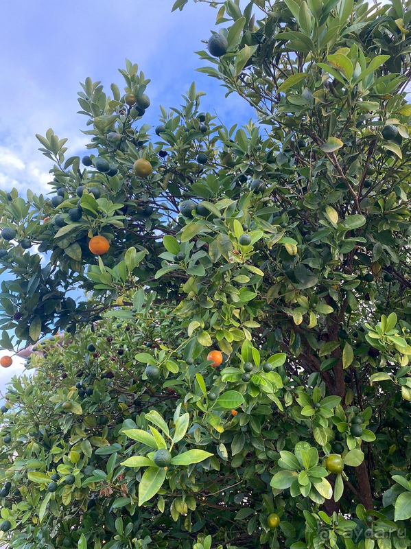 Долгожданный отпуск Ela resort