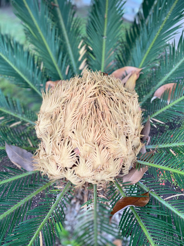 Долгожданный отпуск Ela resort