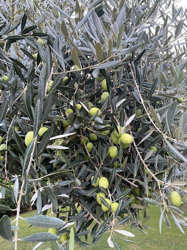 Долгожданный отпуск Ela resort