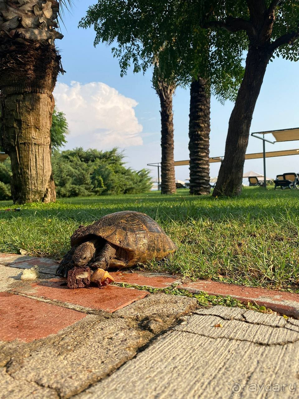 Прекрасный отдых в Paloma Grida