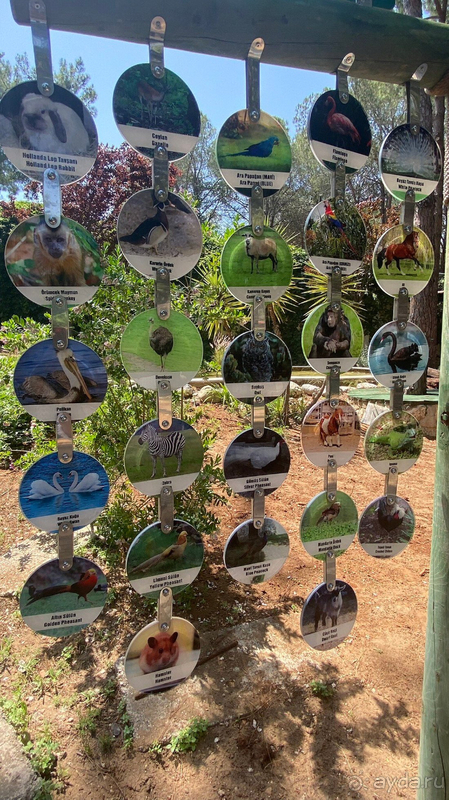 Bellis deluxe hotel - навсегда в моем сердце!