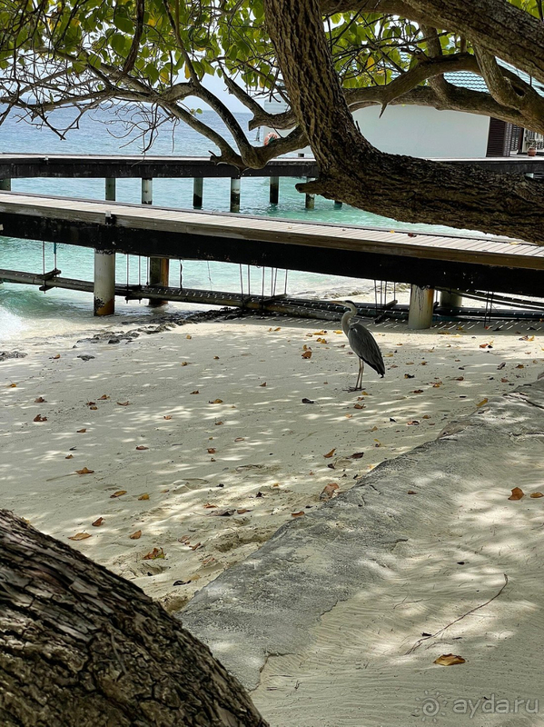 Голая правда