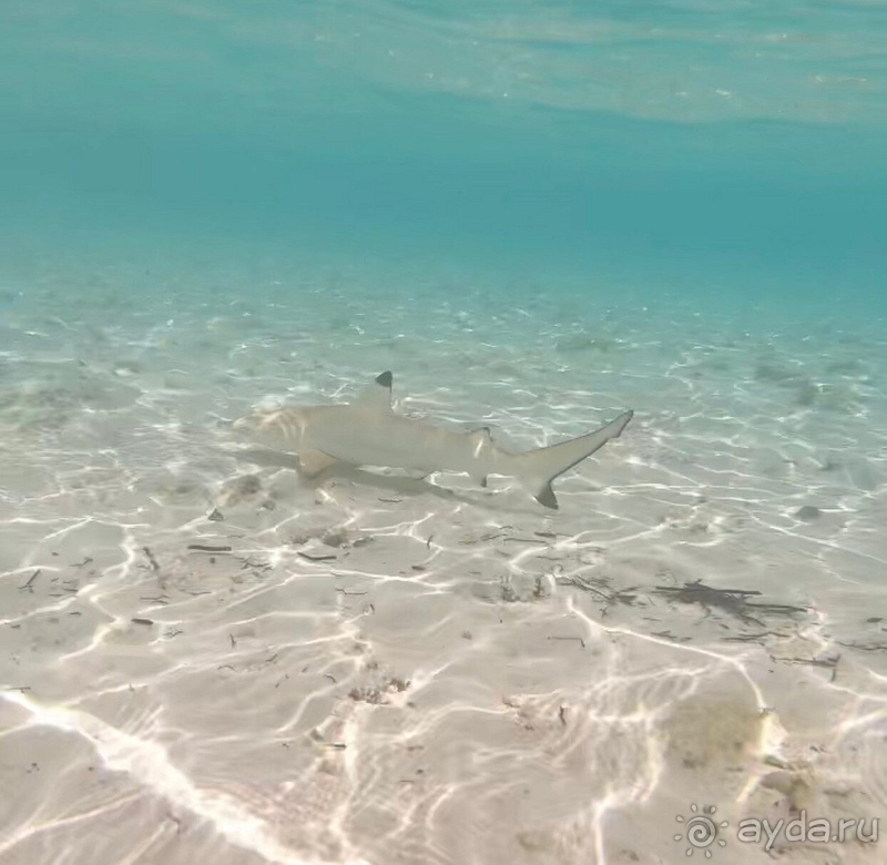 3 раз на Мальдивах