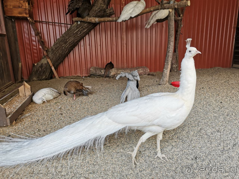 Отдых в отеле Фея-3