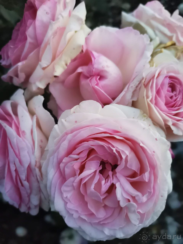 Отдых в отеле Фея-3