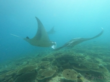 По мальдивским меркам - очень недорого