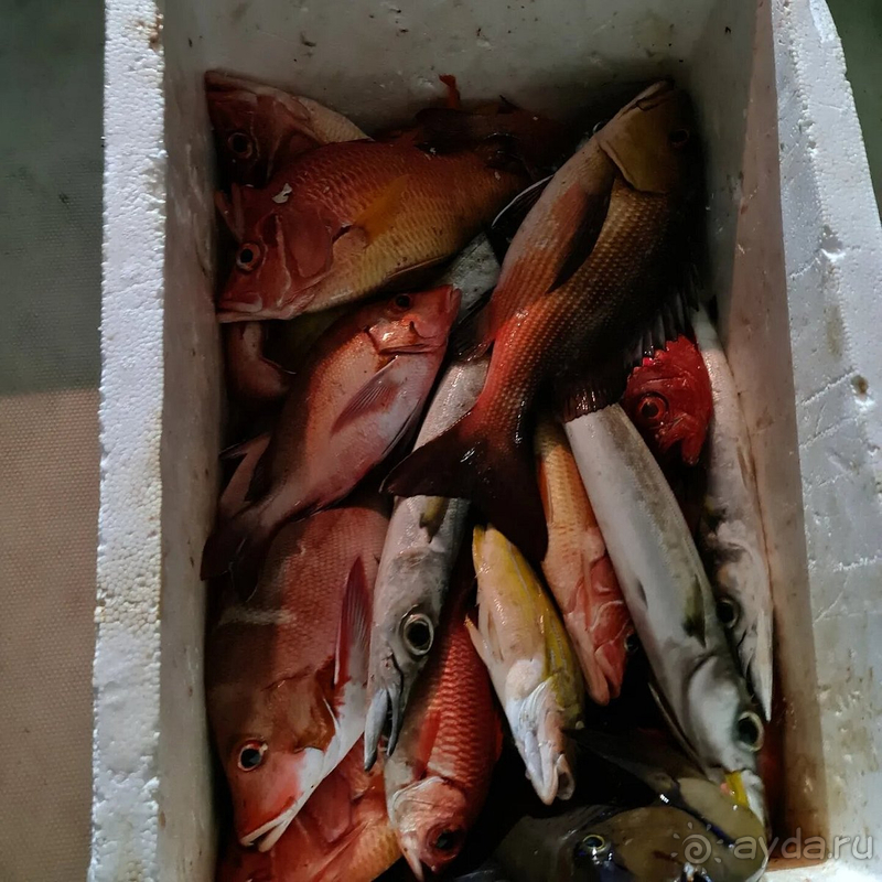 По мальдивским меркам - очень недорого